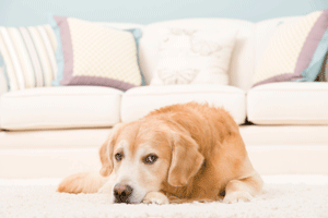 Pet Urine Removal